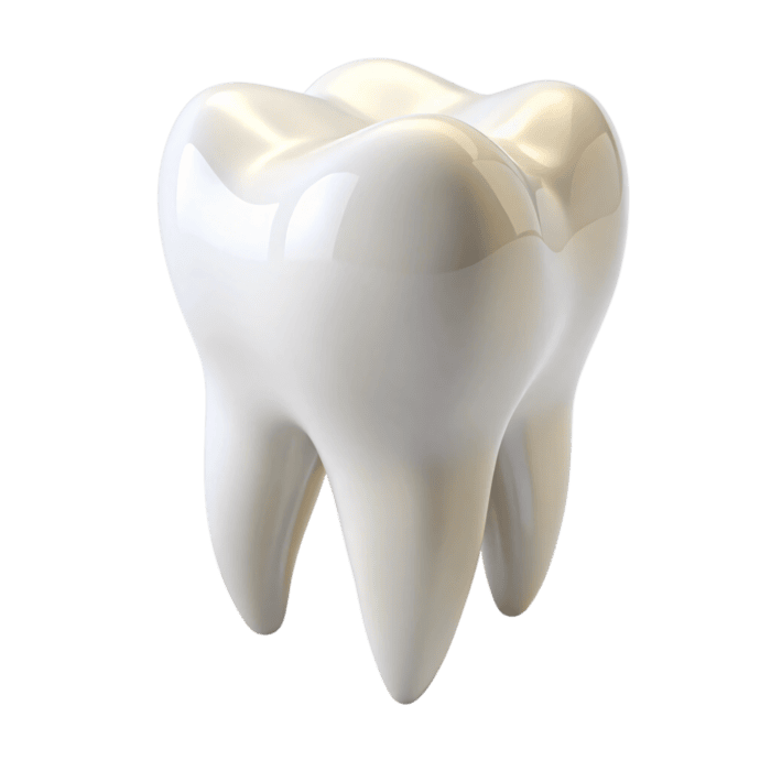 Premium dental tooth model